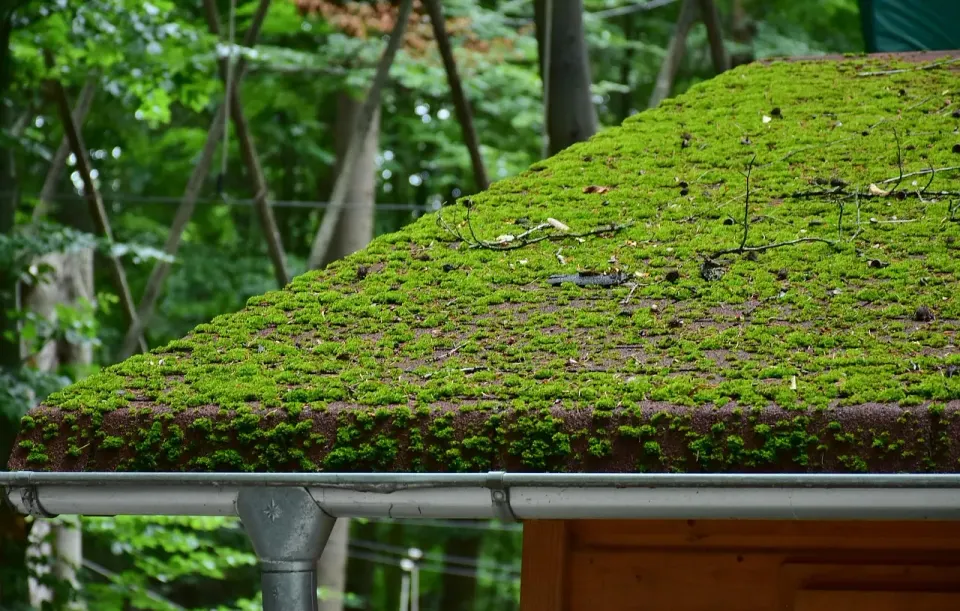 roof, brick, moss, roof panels